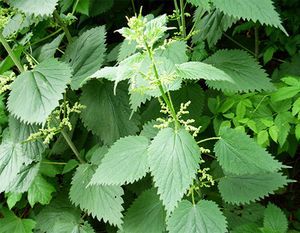 nettle