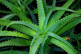 aloe