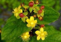 Hypericum