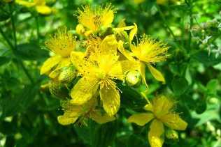 St. John's wort potency for men